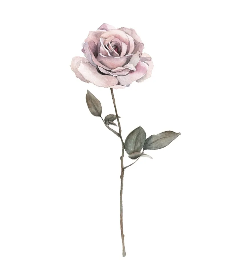 Rosa