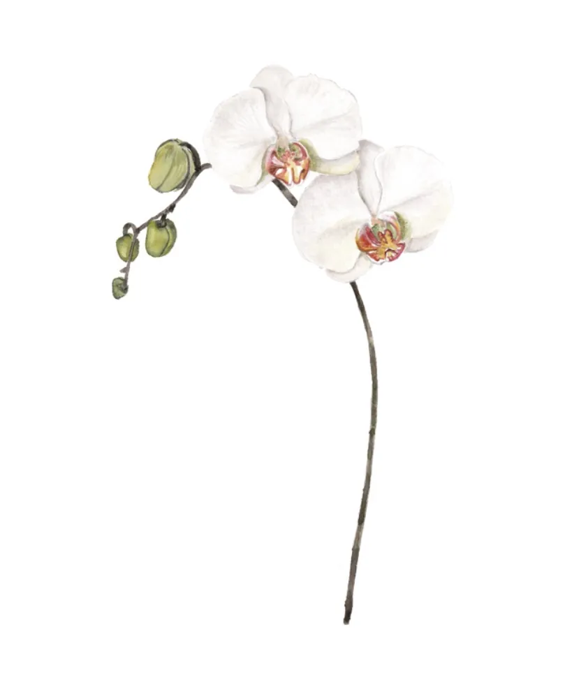Orquídea