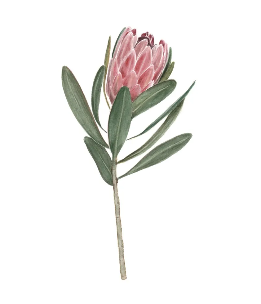 Protea