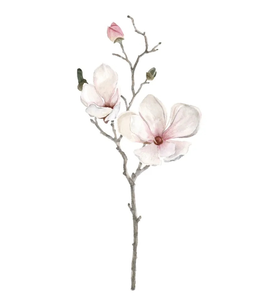 Magnolia
