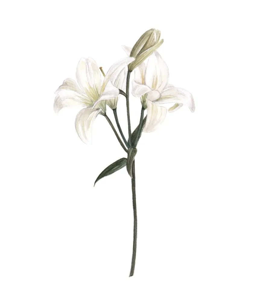 Lilium