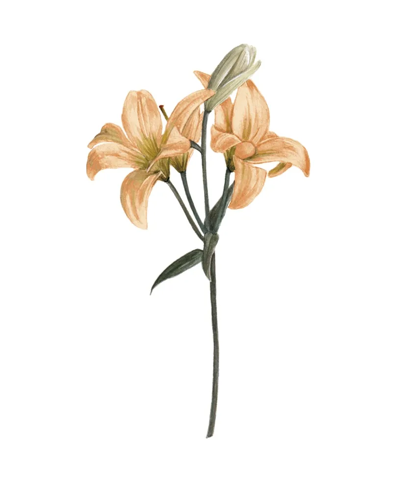 Lilium Naranjo