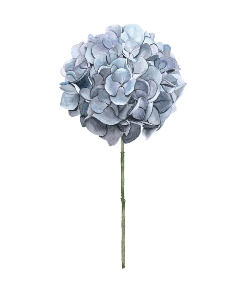Hortensia
