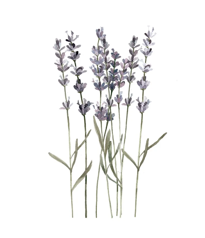 Lavanda