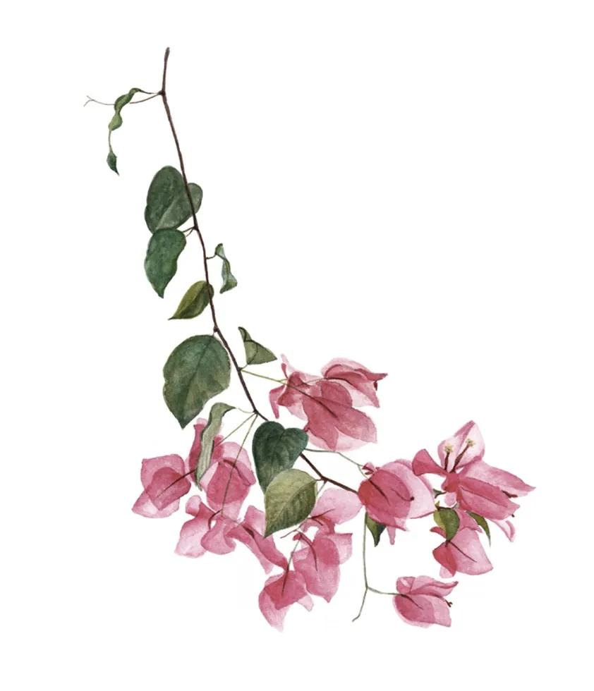 Bugambilia